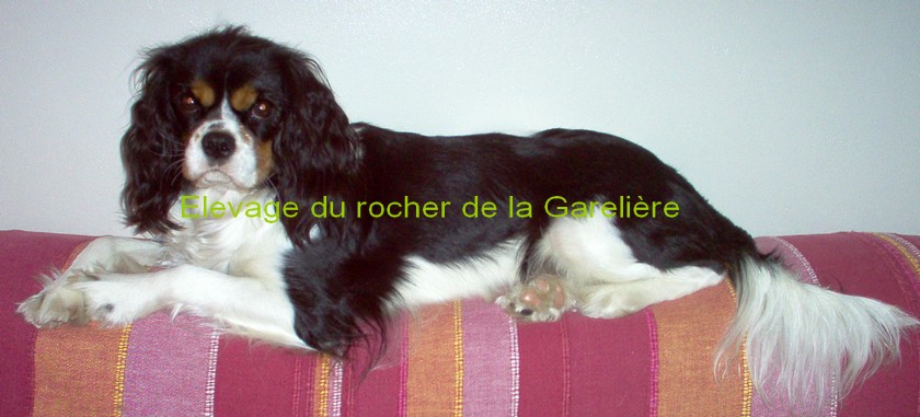 Cavalier King Charles : I'Charline du rocher de la Garelire